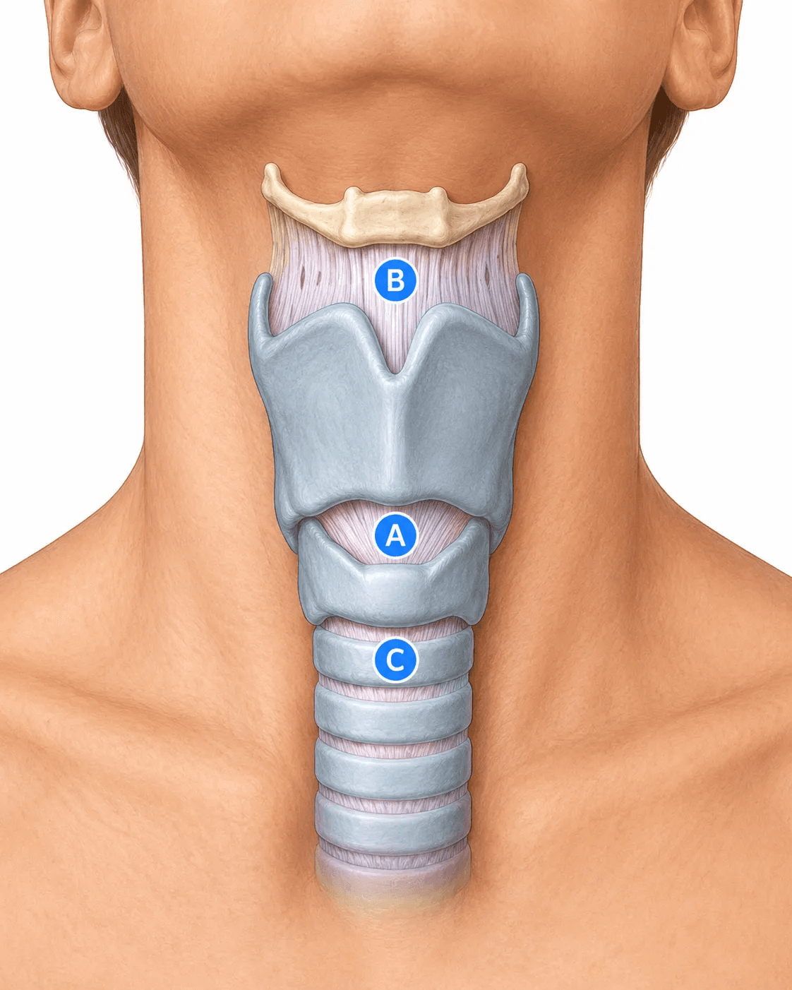 BASIC Exam larynx and vocal cords anatomy question preview